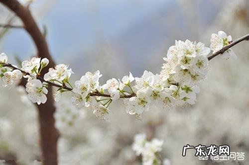 大家知道哪些写桃花、杏花、梨花的诗词？