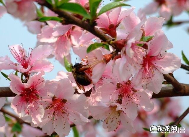 大家知道哪些写桃花、杏花、梨花的诗词?