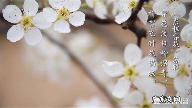 大家知道哪些写桃花、杏花、梨花的诗词？