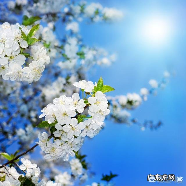 大家知道哪些写桃花、杏花、梨花的诗词?