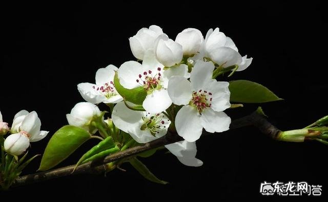 大家知道哪些写桃花、杏花、梨花的诗词？