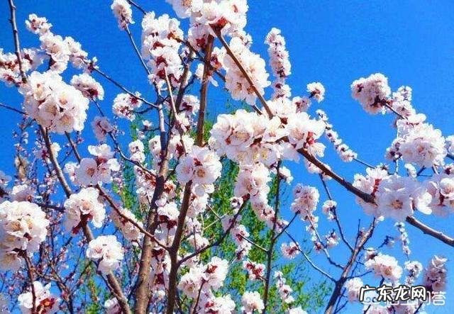 大家知道哪些写桃花、杏花、梨花的诗词？