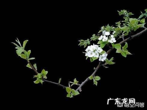 大家知道哪些写桃花、杏花、梨花的诗词?