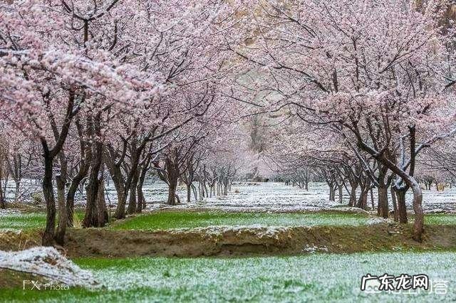 大家知道哪些写桃花、杏花、梨花的诗词?