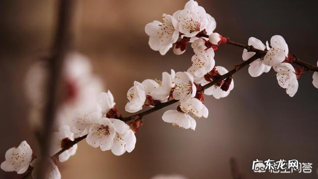 大家知道哪些写桃花、杏花、梨花的诗词？