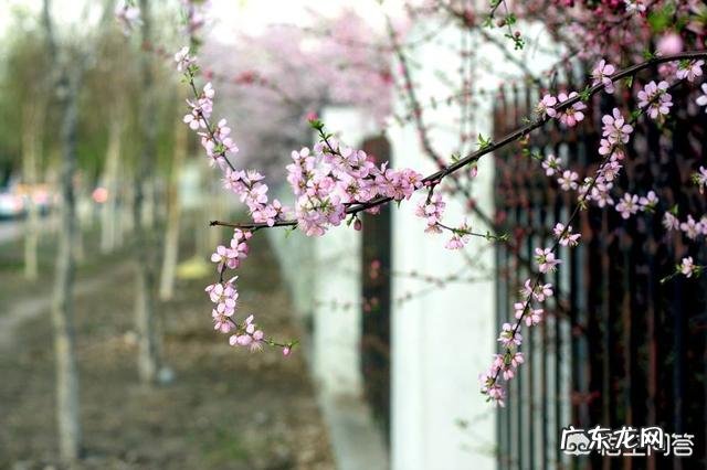 大家知道哪些写桃花、杏花、梨花的诗词?