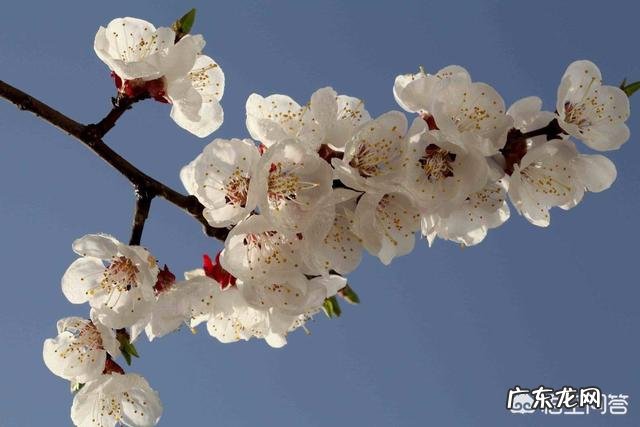 大家知道哪些写桃花、杏花、梨花的诗词?