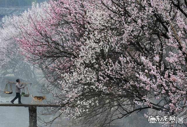 大家知道哪些写桃花、杏花、梨花的诗词?