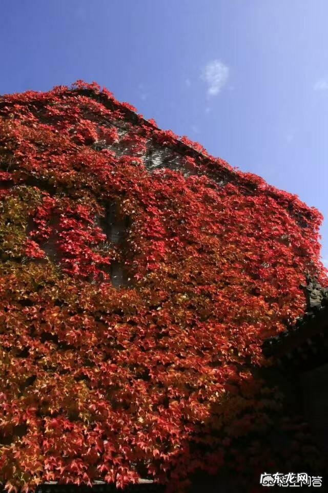 如果你的领导是一位面面俱到凡事亲力亲为的领导，如何在这样的领导下做一个好下属？