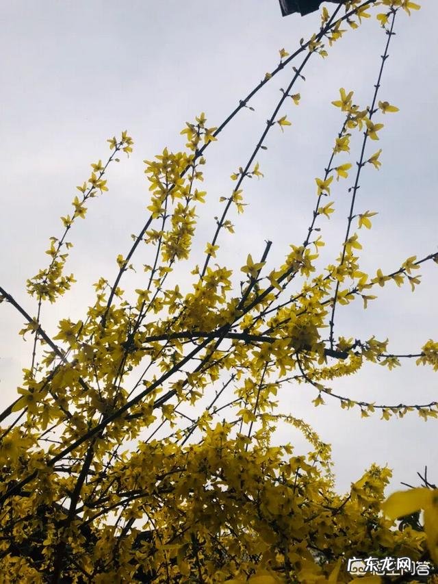 如果你的领导是一位面面俱到凡事亲力亲为的领导,如何在这样的领导下做一个好下属?