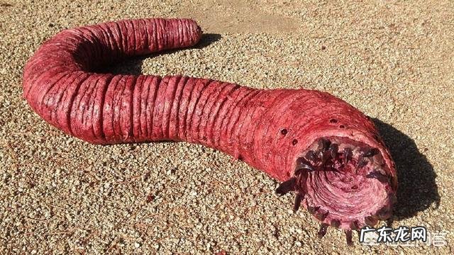 蒙古死亡之虫真的存在吗?