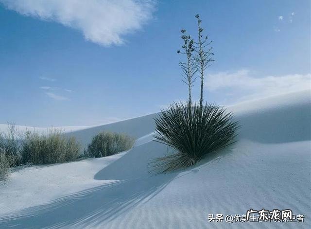 蒙古死亡之虫真的存在吗?