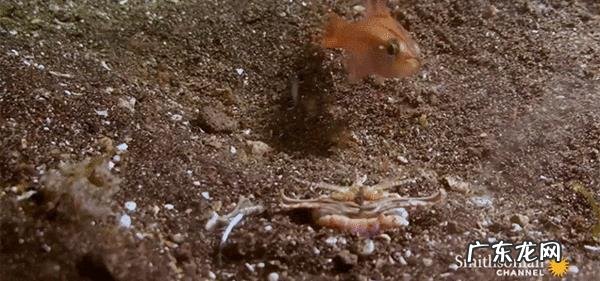 蒙古死亡之虫真的存在吗?