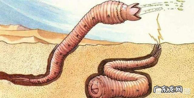 蒙古死亡之虫真的存在吗？