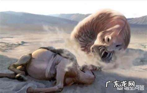 蒙古死亡之虫真的存在吗?