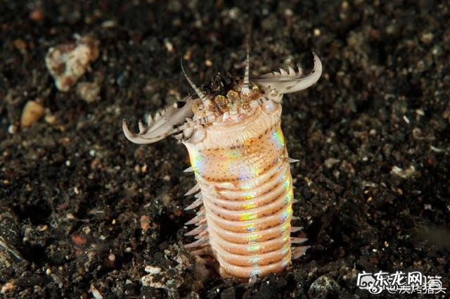 蒙古死亡之虫真的存在吗?