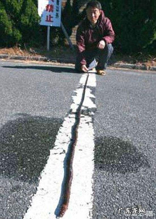 蒙古死亡之虫真的存在吗?