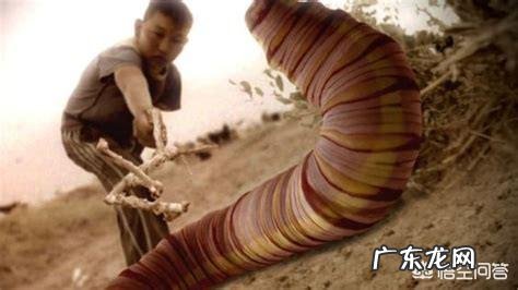 蒙古死亡之虫真的存在吗？