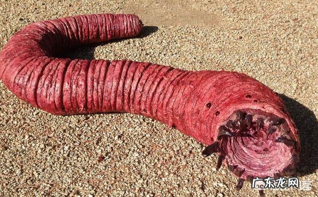 蒙古死亡之虫真的存在吗？