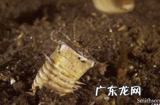 蒙古死亡之虫真的存在吗?