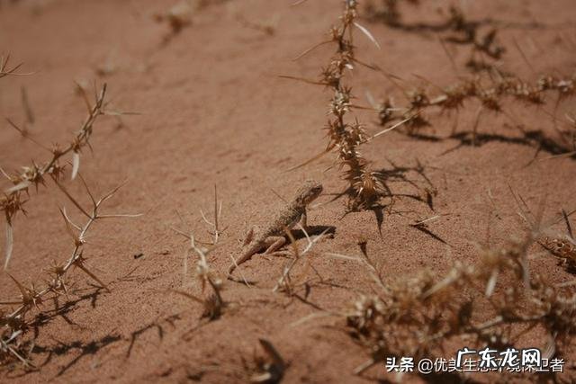 蒙古死亡之虫真的存在吗?