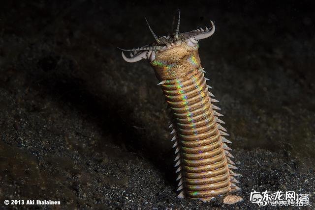 蒙古死亡之虫真的存在吗?