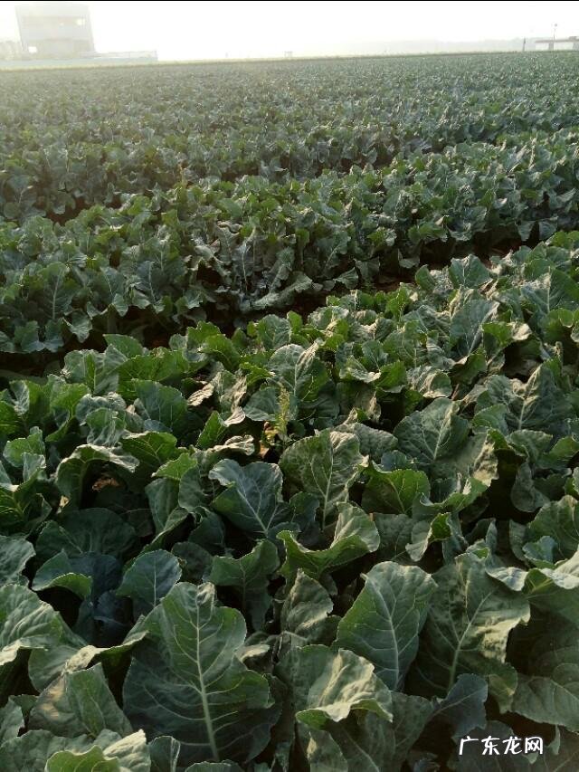 幽门螺杆菌感染,最怕的4种蔬菜是什么?