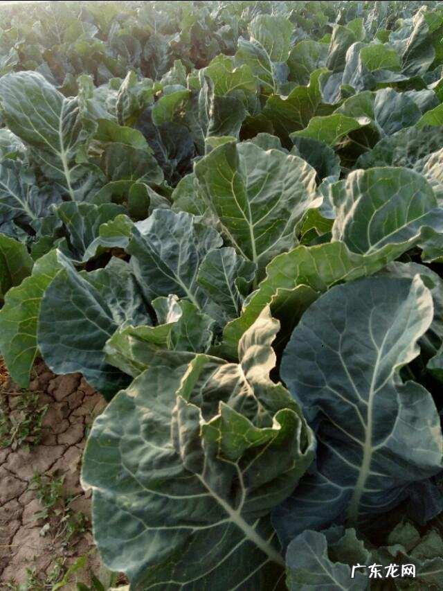 幽门螺杆菌感染,最怕的4种蔬菜是什么?