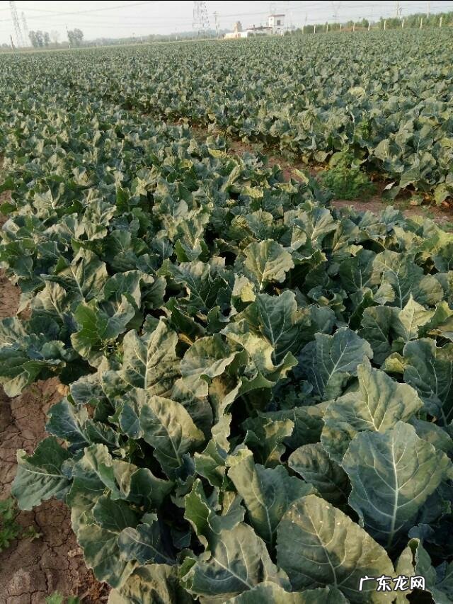 幽门螺杆菌感染,最怕的4种蔬菜是什么?