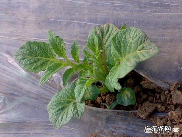 土豆和土豆苗怕冻吗？该怎么做好防冻？