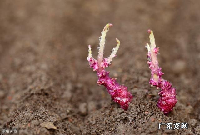 土豆和土豆苗怕冻吗?该怎么做好防冻?