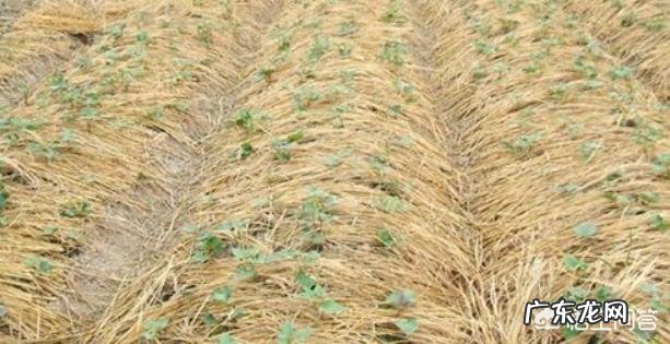 土豆和土豆苗怕冻吗？该怎么做好防冻？