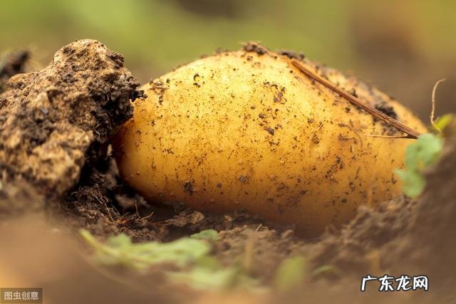 土豆和土豆苗怕冻吗?该怎么做好防冻?