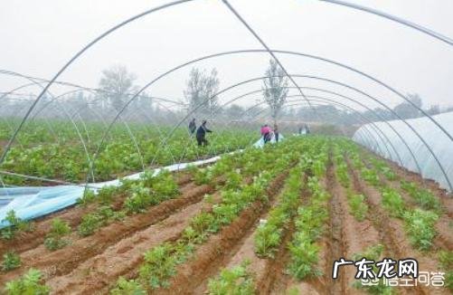 土豆和土豆苗怕冻吗？该怎么做好防冻？