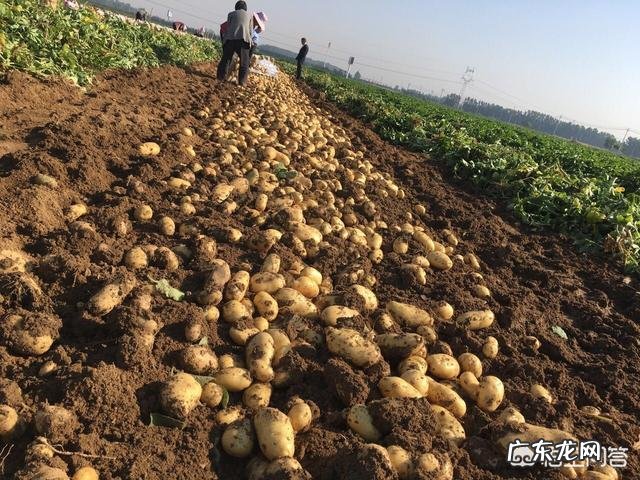 土豆和土豆苗怕冻吗?该怎么做好防冻?