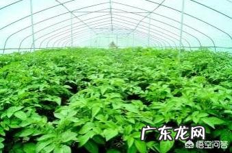 土豆和土豆苗怕冻吗？该怎么做好防冻？