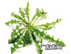 蒲公英对人体有好处吗?