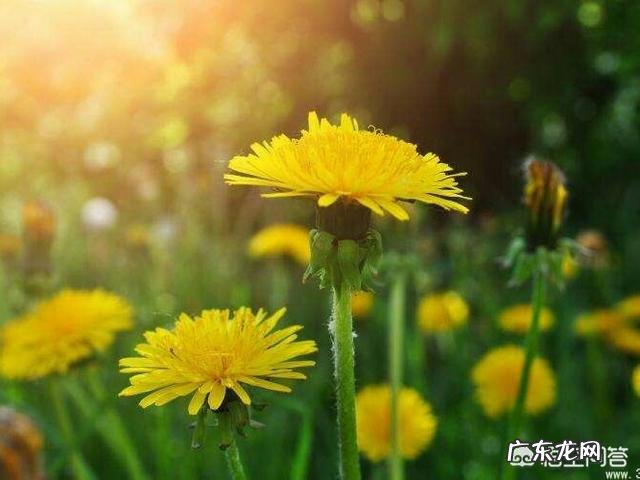 蒲公英对人体有好处吗？