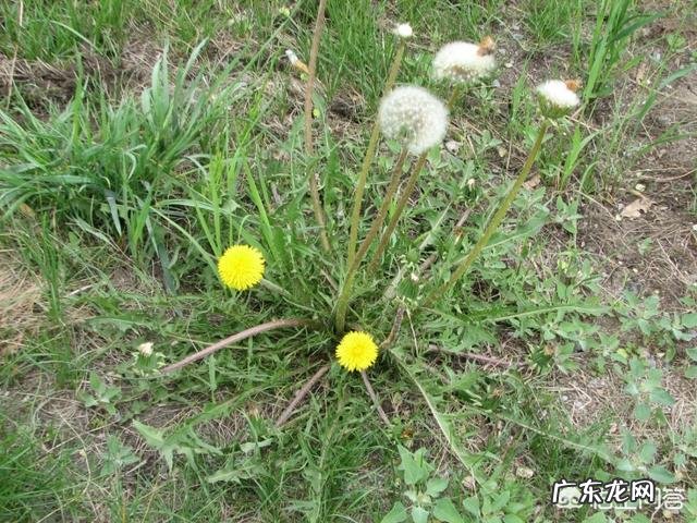 蒲公英对人体有好处吗?