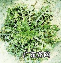 蒲公英对人体有好处吗?