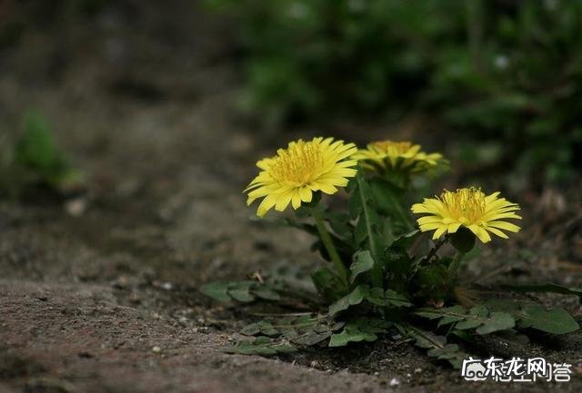 蒲公英对人体有好处吗?