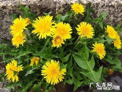 蒲公英对人体有好处吗?