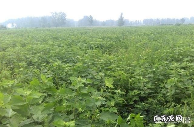 南方成立了构树研究中心，构树为啥会火？用它养猪真的好吗？