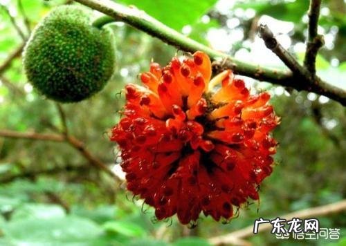 南方成立了构树研究中心，构树为啥会火？用它养猪真的好吗？