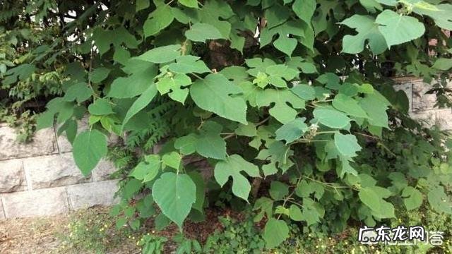 南方成立了构树研究中心，构树为啥会火？用它养猪真的好吗？