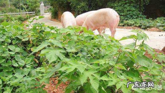 南方成立了构树研究中心，构树为啥会火？用它养猪真的好吗？
