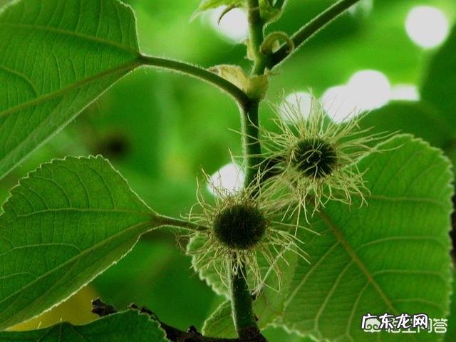 南方成立了构树研究中心，构树为啥会火？用它养猪真的好吗？
