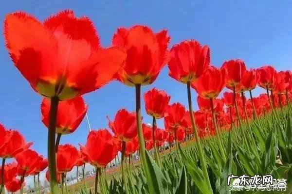 有哪些唯美伤感的表达思念之情的散文诗句？