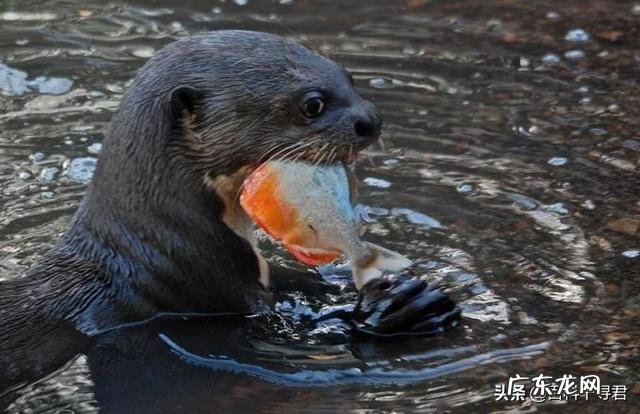 食人鱼有天敌吗?