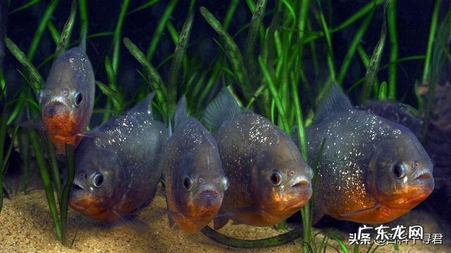 食人鱼有天敌吗?